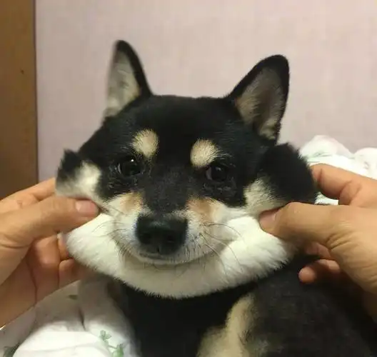 学员头像